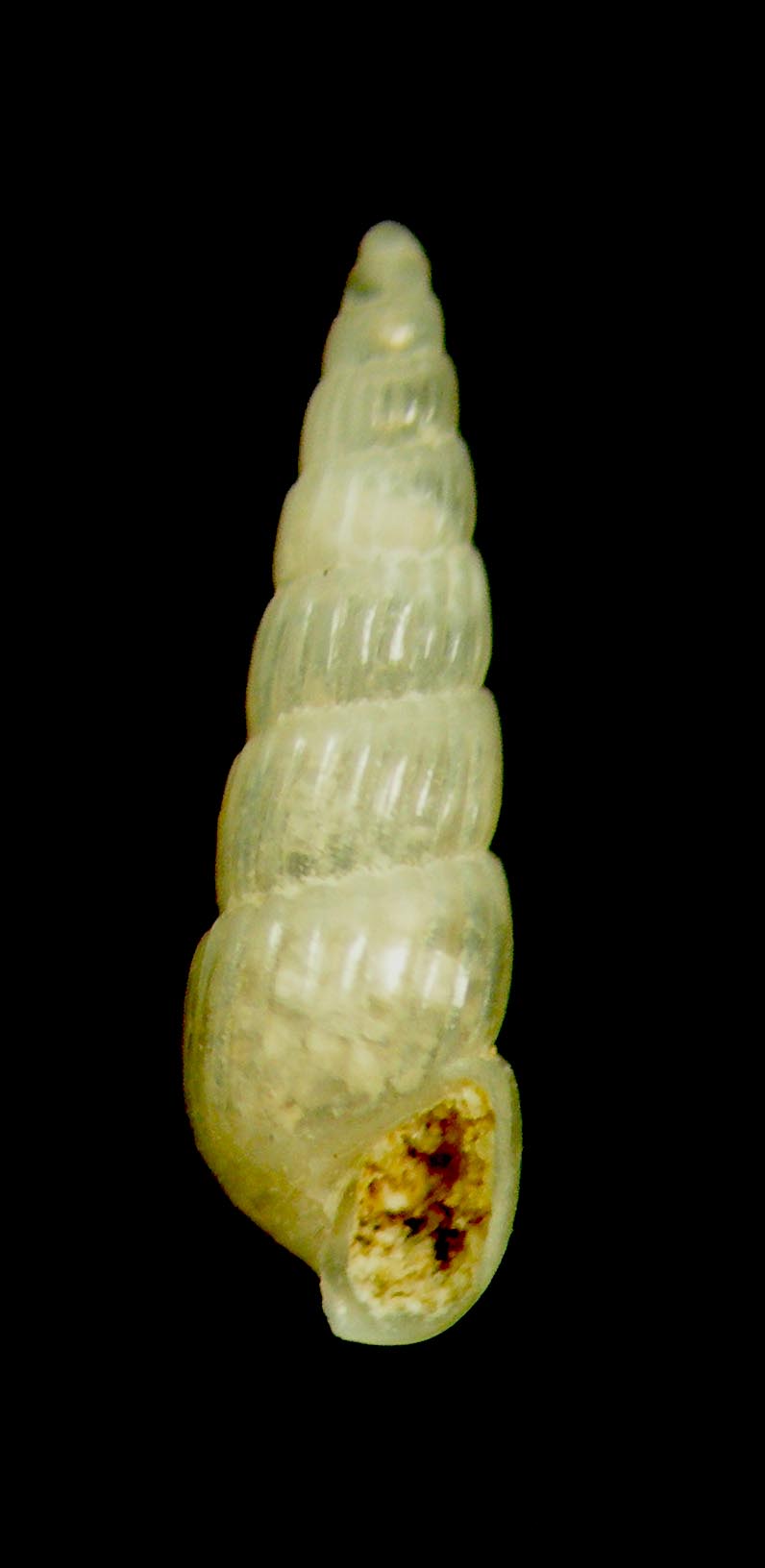 turbonilla 8 kerkenna